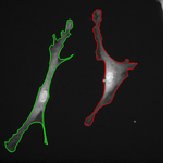 Cell tracking