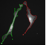 Cell tracking