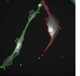 Cell tracking